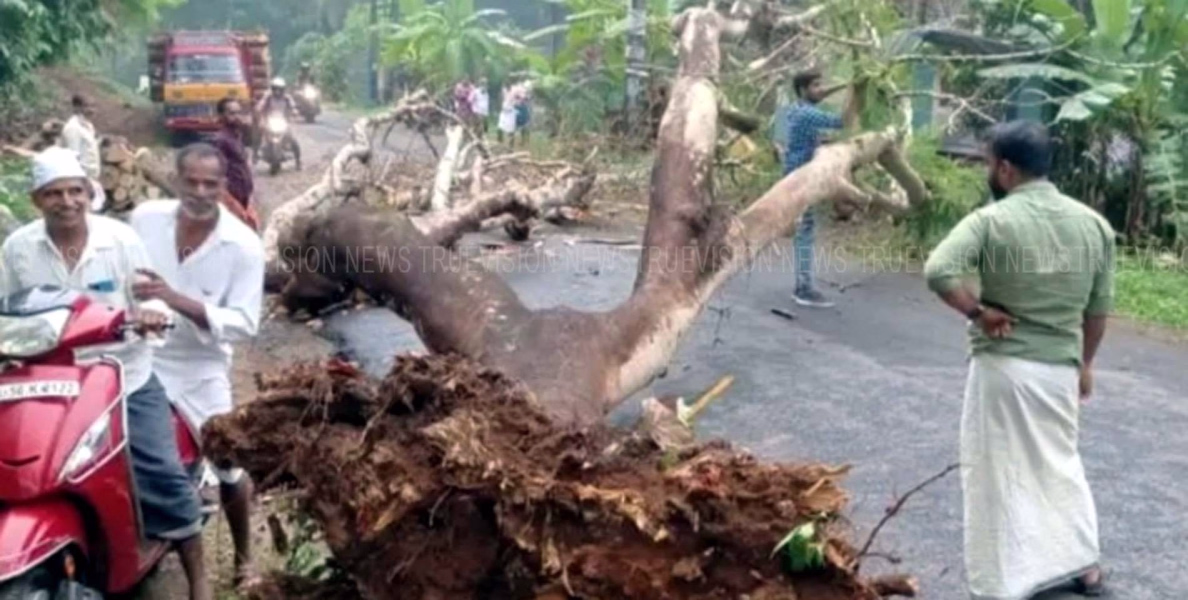 ജില്ലയിലെ മലയോര മേഖലകളില്‍ മഴ ശക്തമാകുന്നു മരങ്ങള്‍ കടപുഴകി വീണു; ജാഗ്രത നിര്‍ദ്ദേശവുമായ് കാലാവസ്ഥ നിരീക്ഷകര്‍